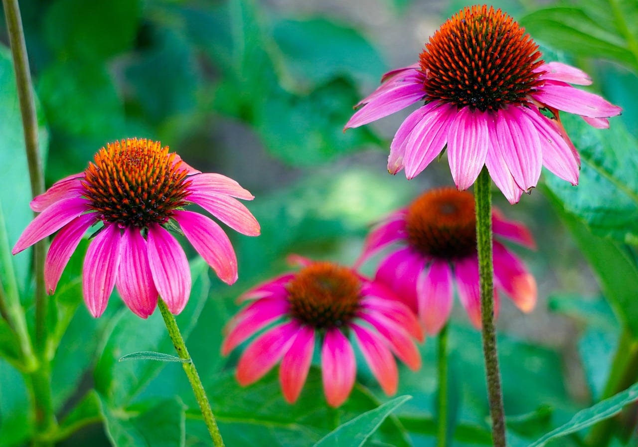 Phytotherapie bei Atemwegsinfekten: Evidenzbasierte Beratung